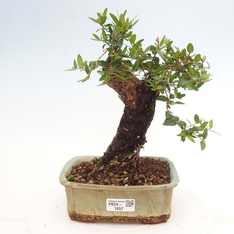 Indoor bonsai - Myrtus communis - Common myrtle