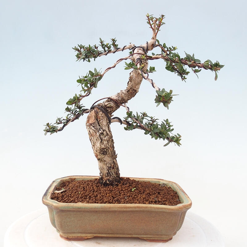 Indoor bonsai - Myrtus communis - Common myrtle