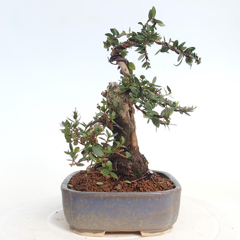 Indoor bonsai - Myrtus communis - Common myrtle