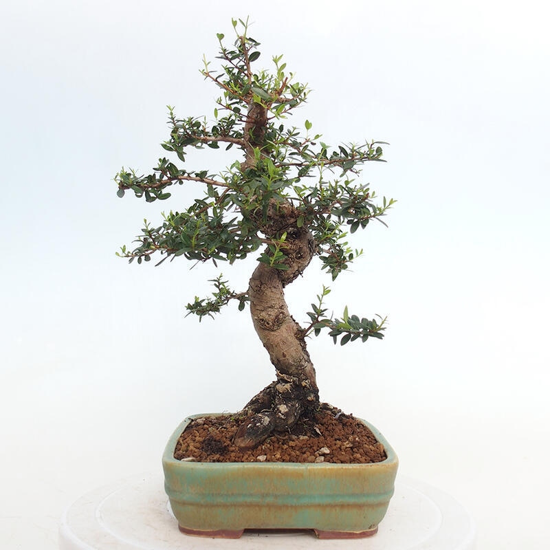 Indoor bonsai - Myrtus communis - Common myrtle