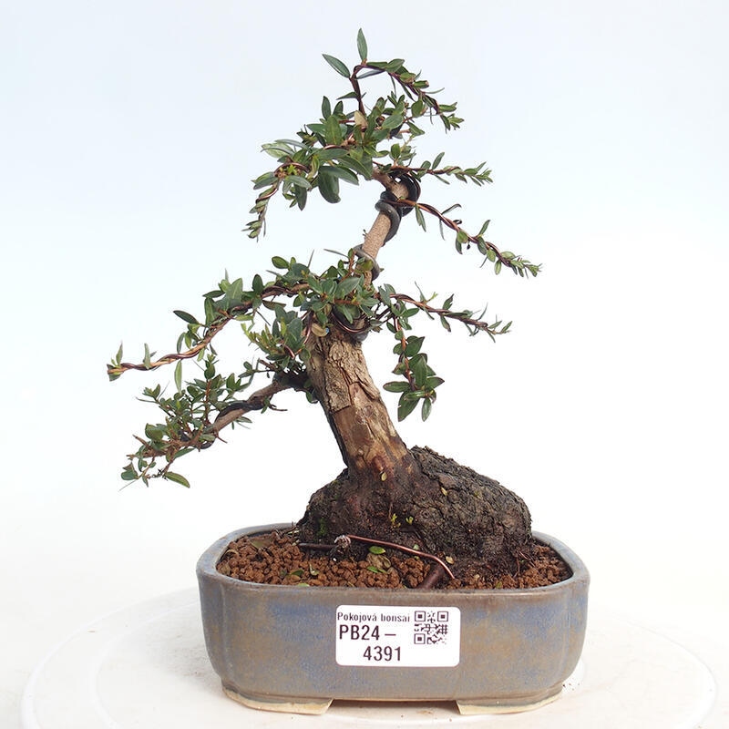 Indoor bonsai - Myrtus communis - Common myrtle