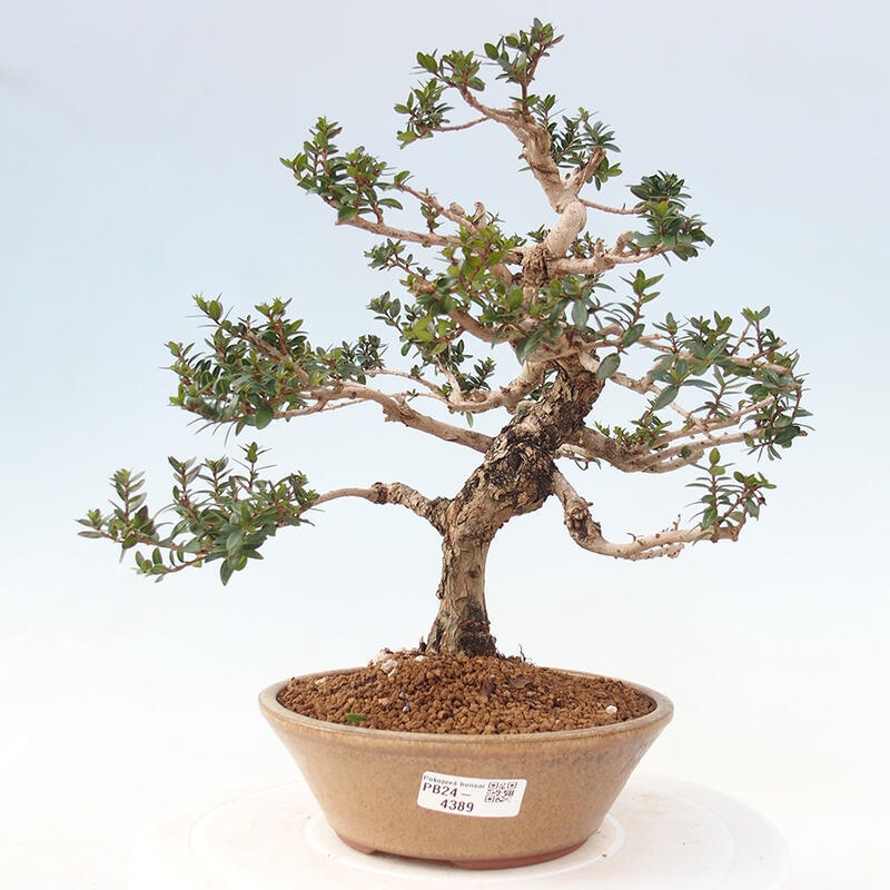 Indoor bonsai - Myrtus communis - Common myrtle