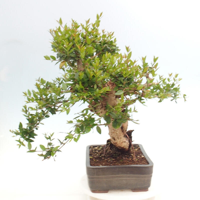 Indoor bonsai - Myrtus communis - Common myrtle