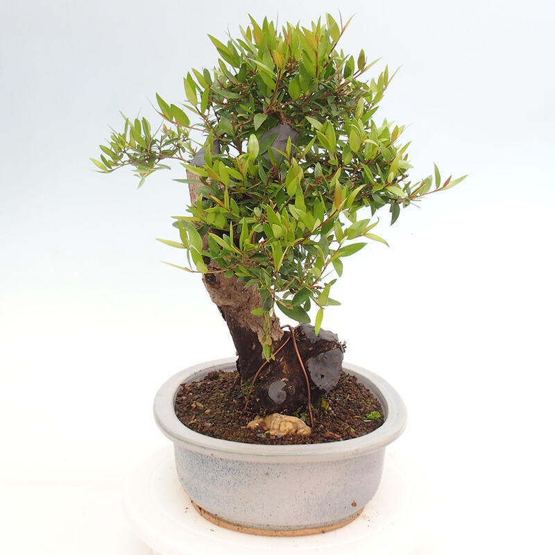 Indoor bonsai - Myrtus communis - Common myrtle