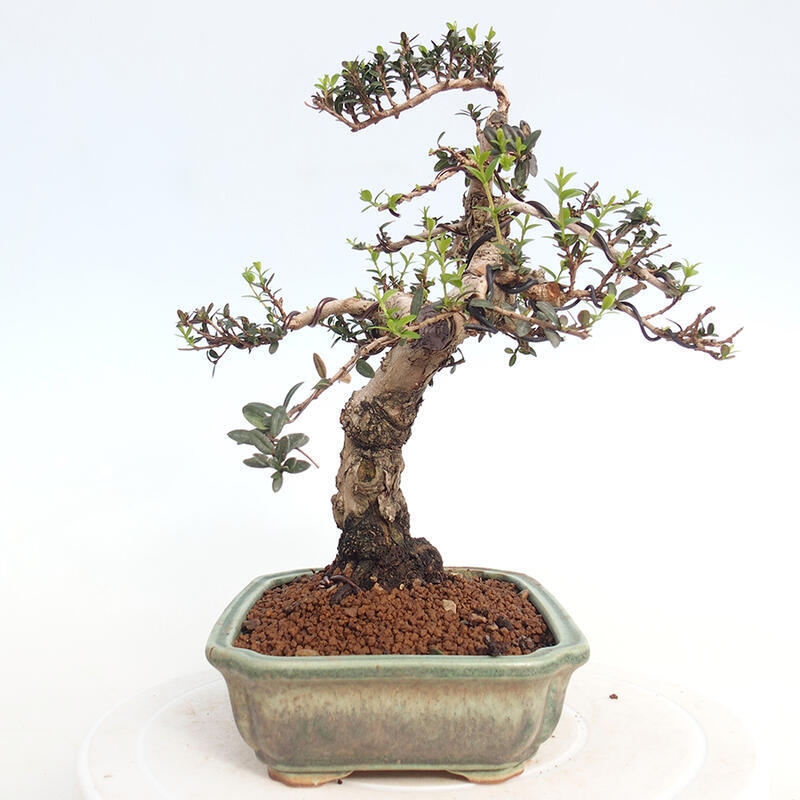 Indoor bonsai - Myrtus communis - Common myrtle