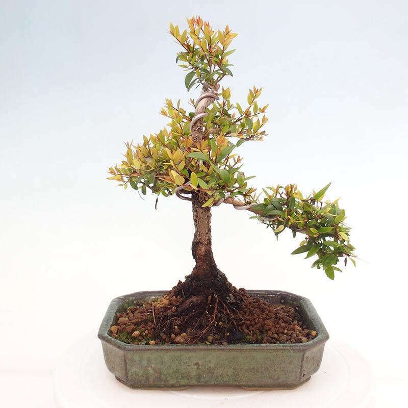 Indoor bonsai - Myrtus communis - Common myrtle