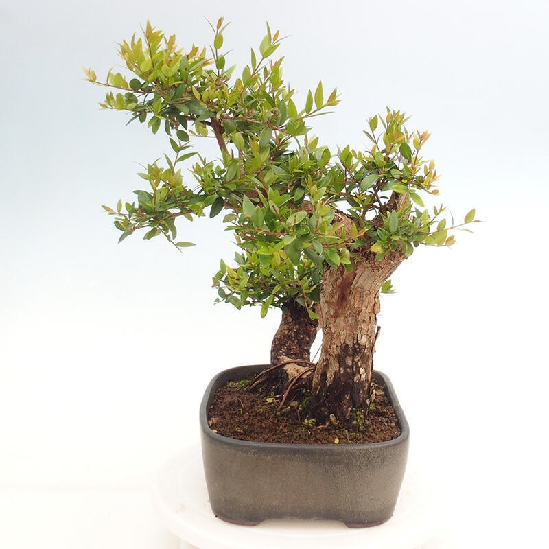 Indoor bonsai - Myrtus communis - Common myrtle