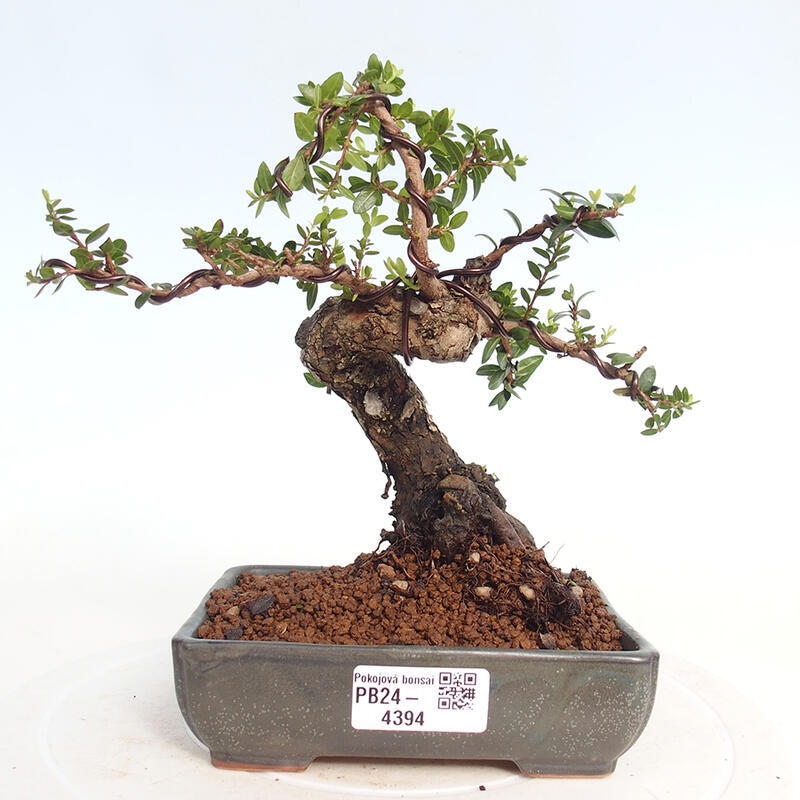 Indoor bonsai - Myrtus communis - Common myrtle