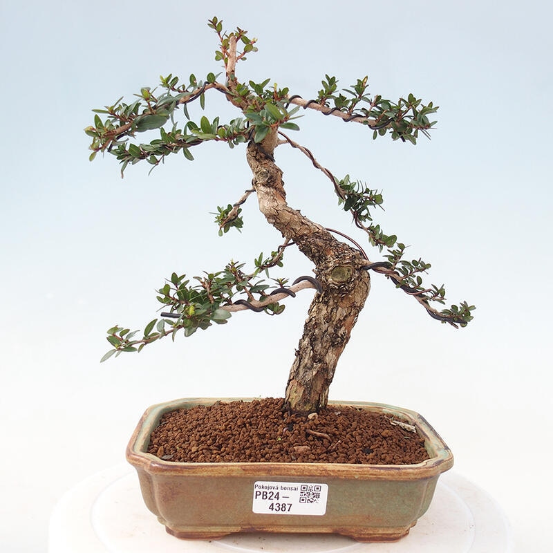 Indoor bonsai - Myrtus communis - Common myrtle