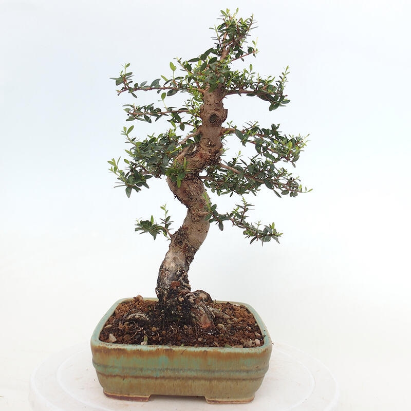 Indoor bonsai - Myrtus communis - Common myrtle