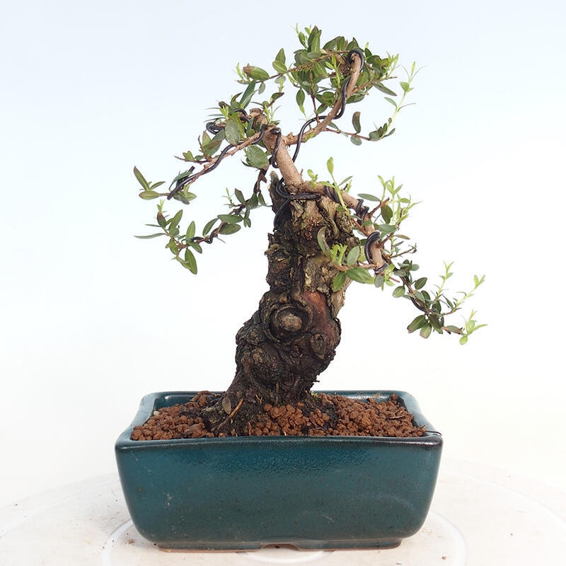 Indoor bonsai - Myrtus communis - Common myrtle