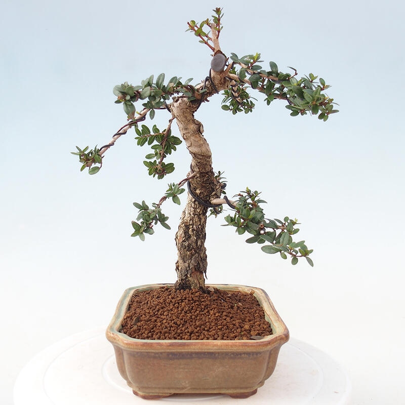 Indoor bonsai - Myrtus communis - Common myrtle