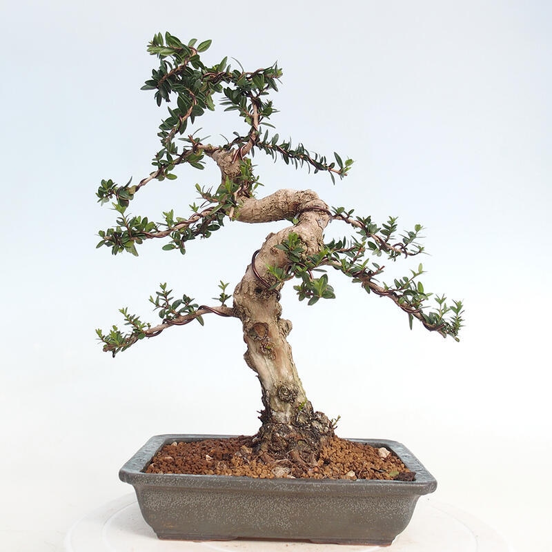 Indoor bonsai - Myrtus communis - Common myrtle