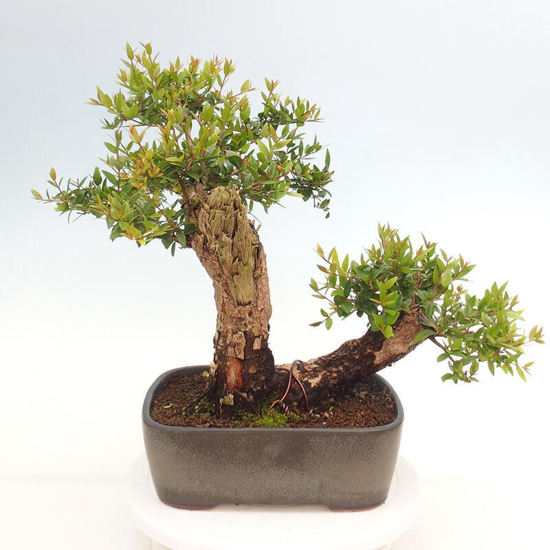 Indoor bonsai - Myrtus communis - Common myrtle