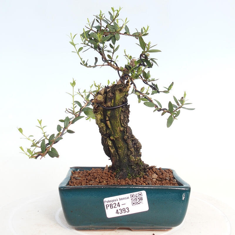 Indoor bonsai - Myrtus communis - Common myrtle