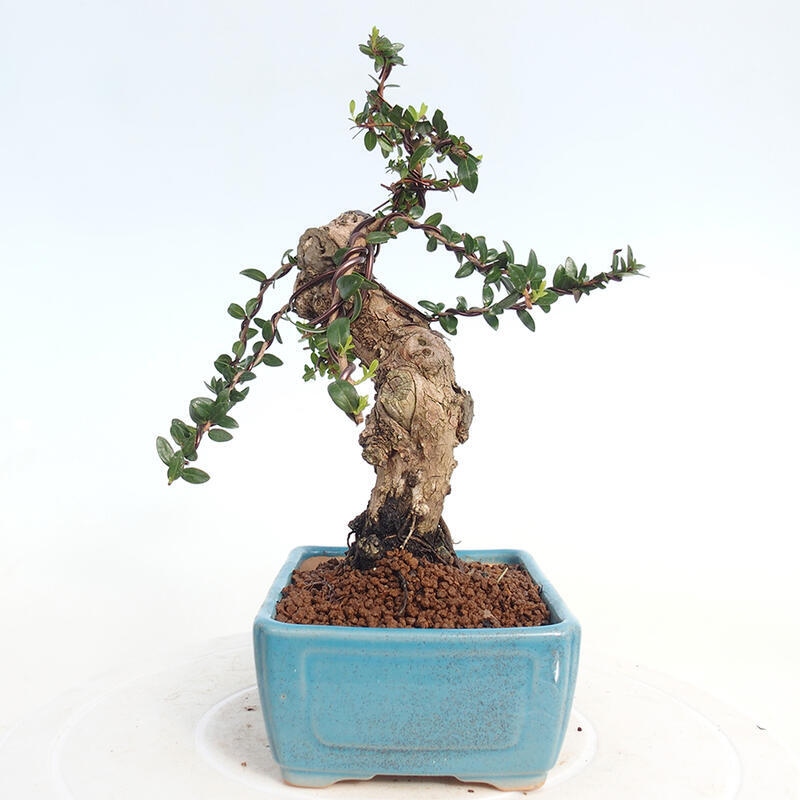 Indoor bonsai - Myrtus communis - Common myrtle