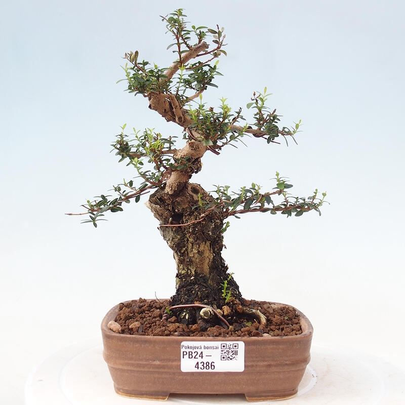 Indoor bonsai - Myrtus communis - Common myrtle