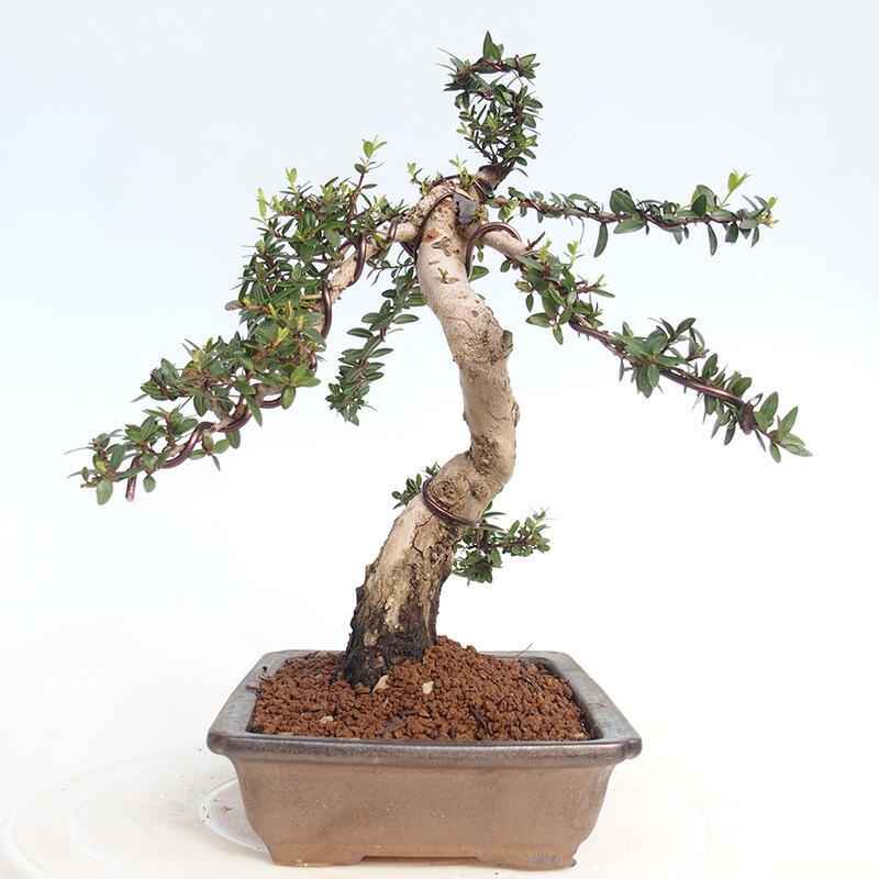 Indoor bonsai - Myrtus communis - Common myrtle