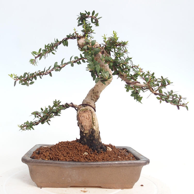 Indoor bonsai - Myrtus communis - Common myrtle