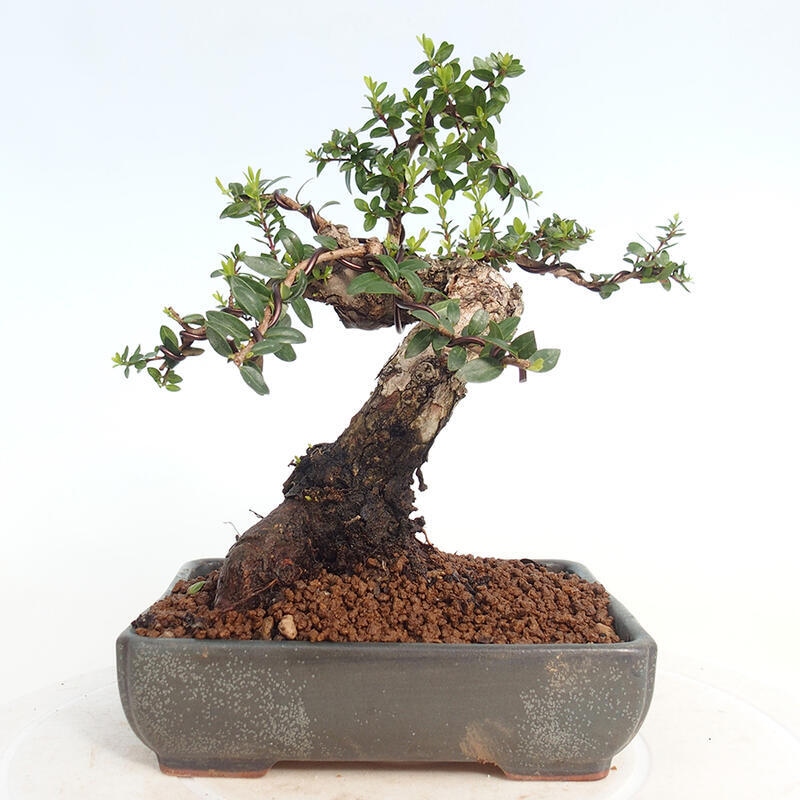 Indoor bonsai - Myrtus communis - Common myrtle