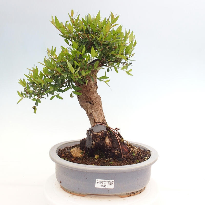 Indoor bonsai - Myrtus communis - Common myrtle