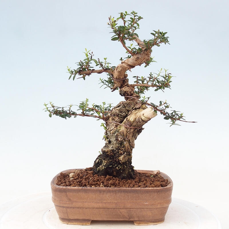 Indoor bonsai - Myrtus communis - Common myrtle