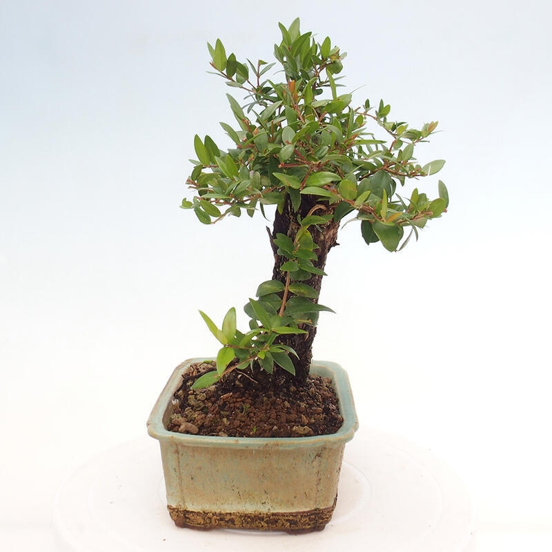 Indoor bonsai - Myrtus communis - Common myrtle