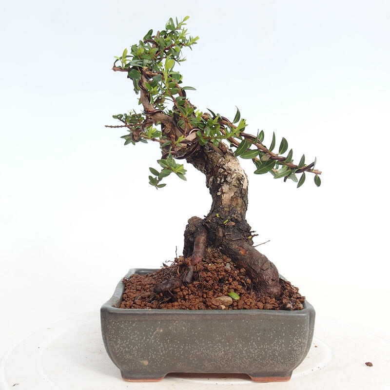 Indoor bonsai - Myrtus communis - Common myrtle