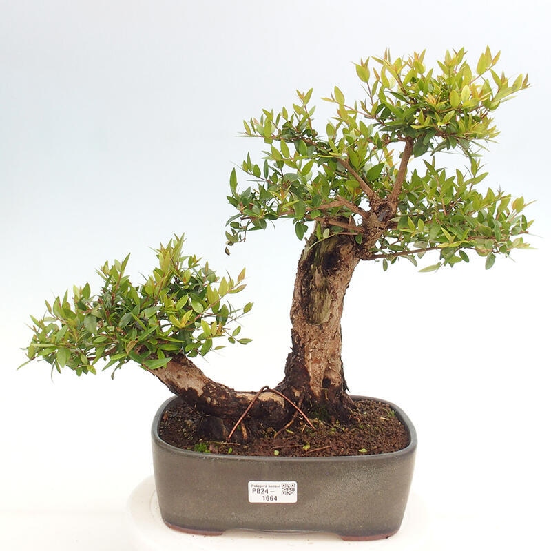 Indoor bonsai - Myrtus communis - Common myrtle