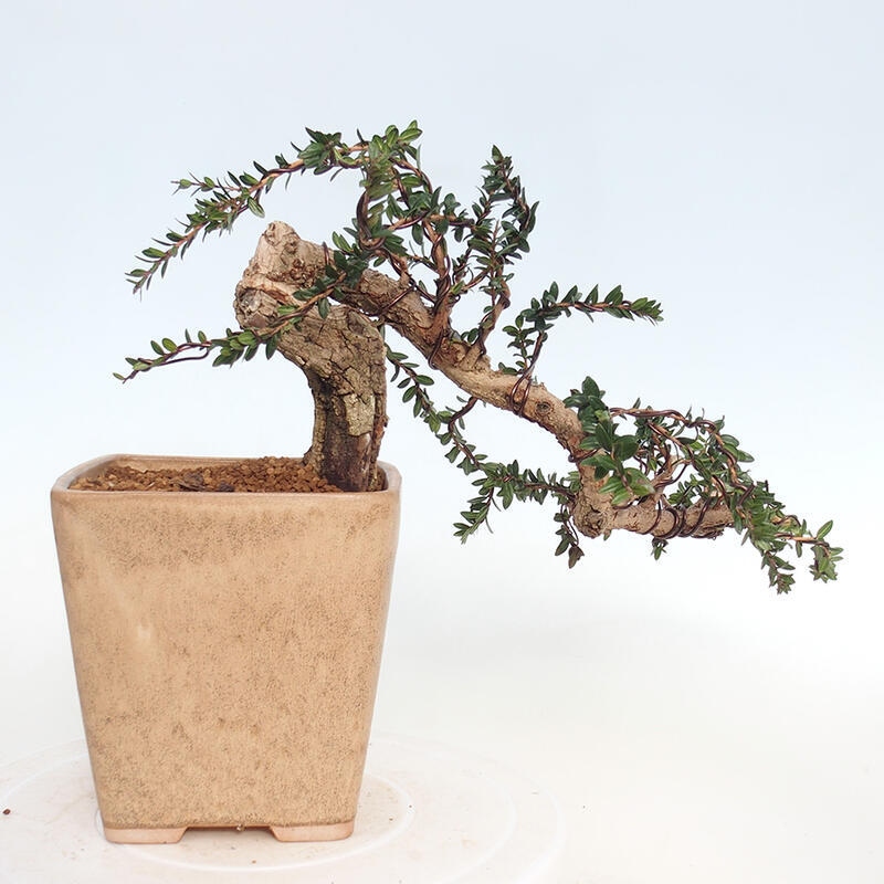 Indoor bonsai - Myrtus communis - Common myrtle