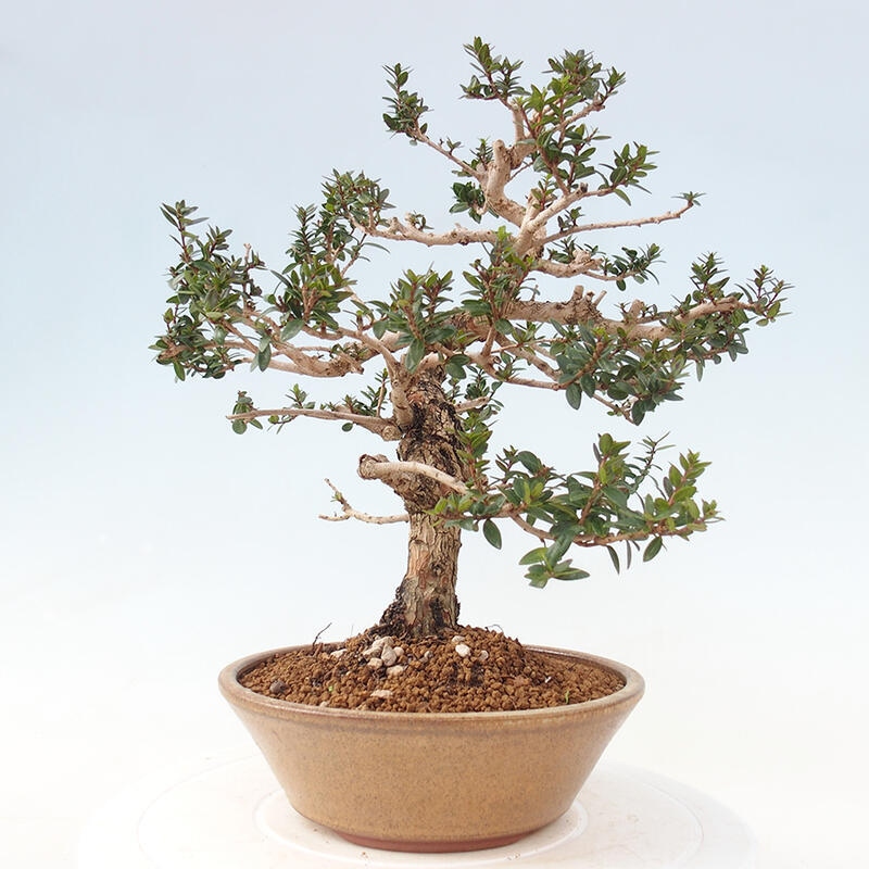 Indoor bonsai - Myrtus communis - Common myrtle