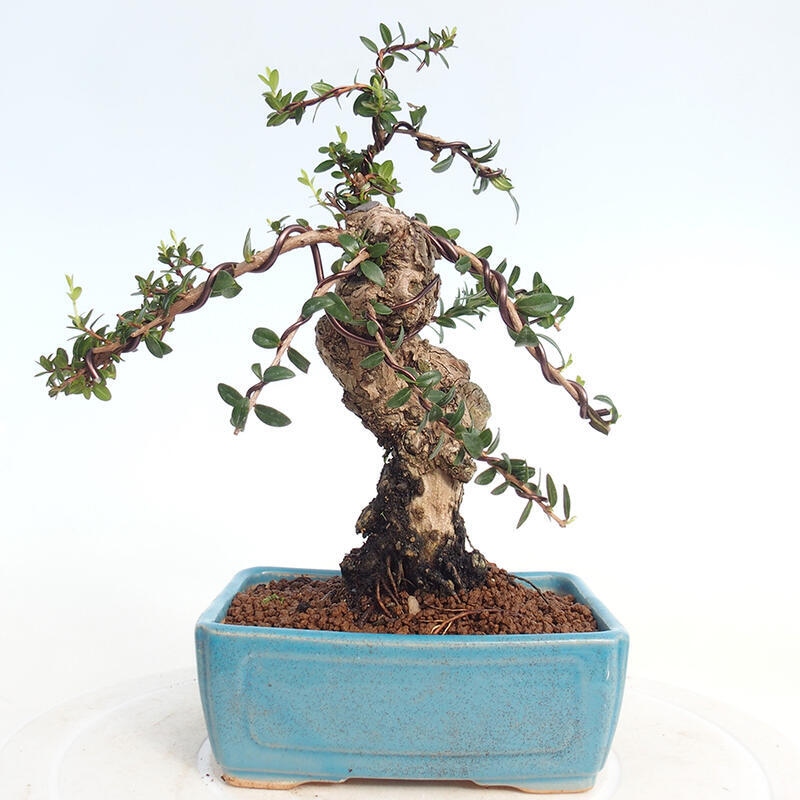 Indoor bonsai - Myrtus communis - Common myrtle