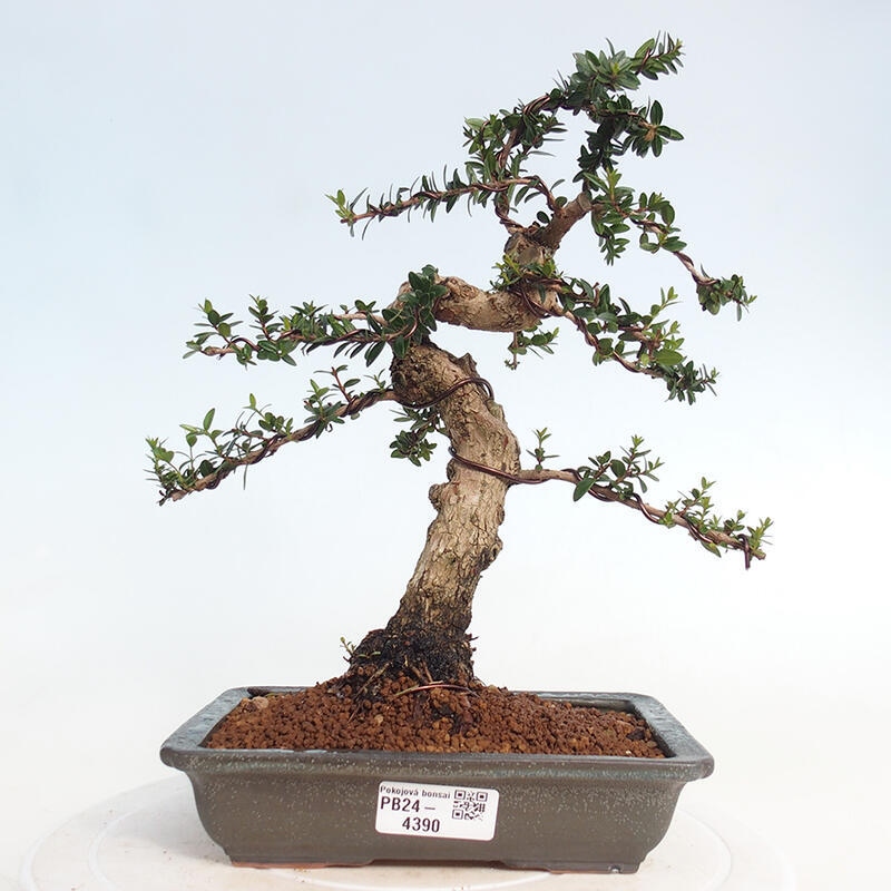 Indoor bonsai - Myrtus communis - Common myrtle