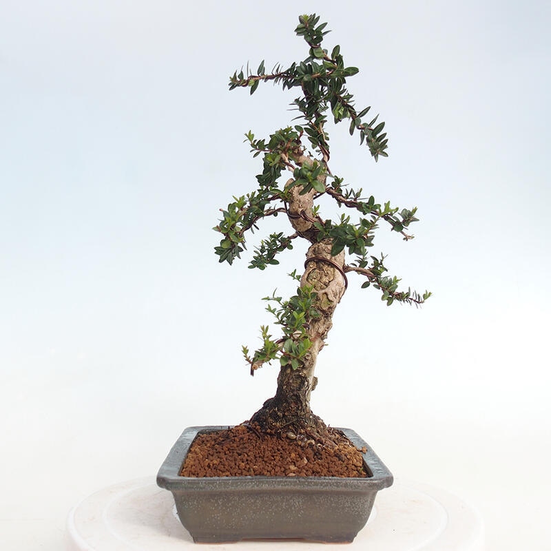 Indoor bonsai - Myrtus communis - Common myrtle