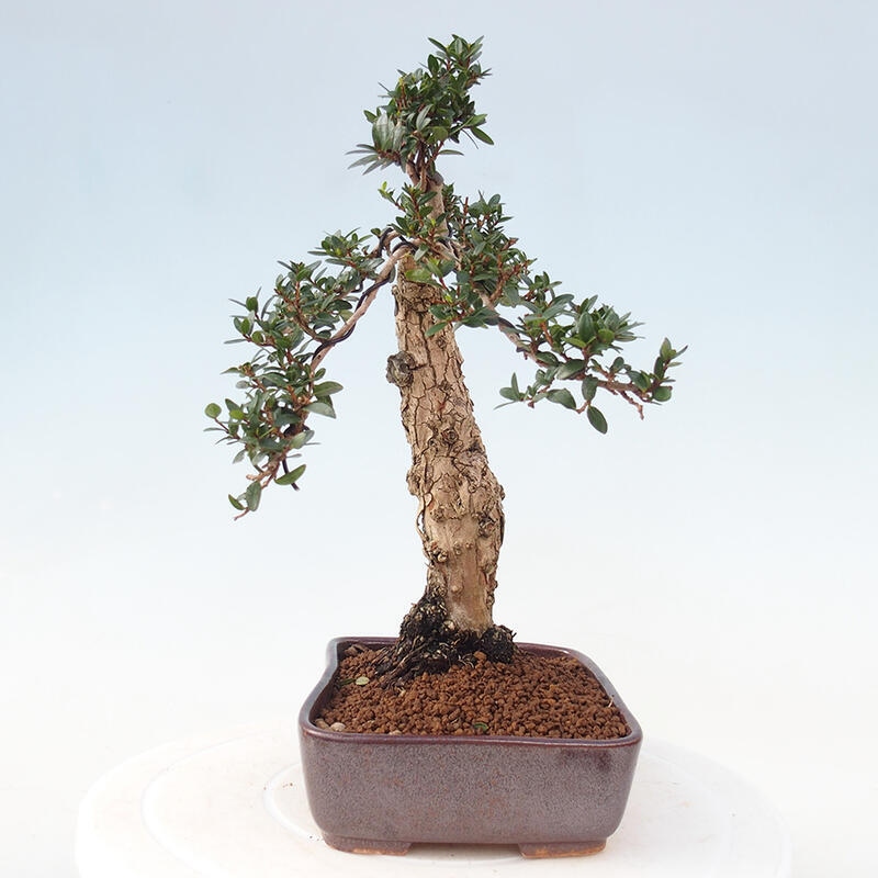 Indoor bonsai - Myrtus communis - Common myrtle