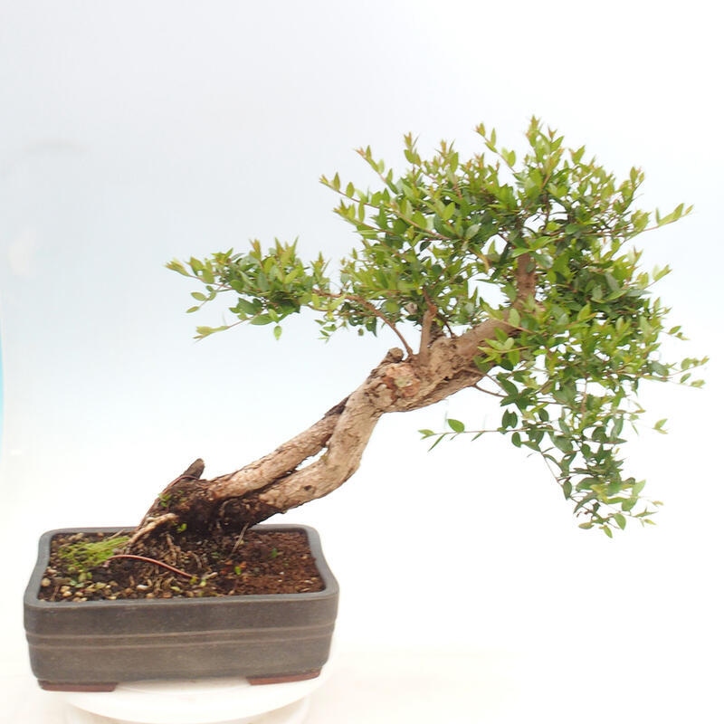 Indoor bonsai - Myrtus communis - Common myrtle