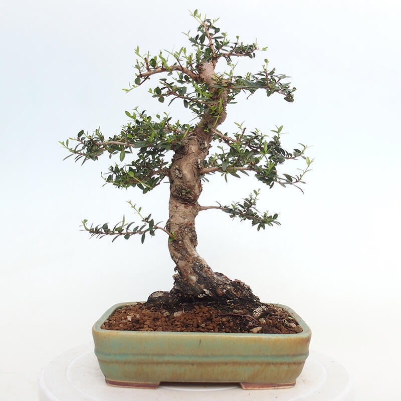 Indoor bonsai - Myrtus communis - Common myrtle