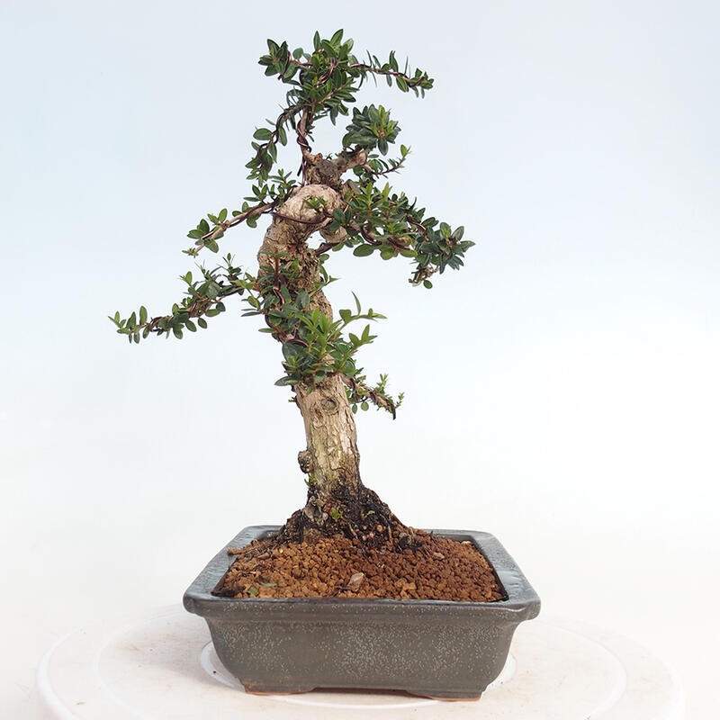 Indoor bonsai - Myrtus communis - Common myrtle