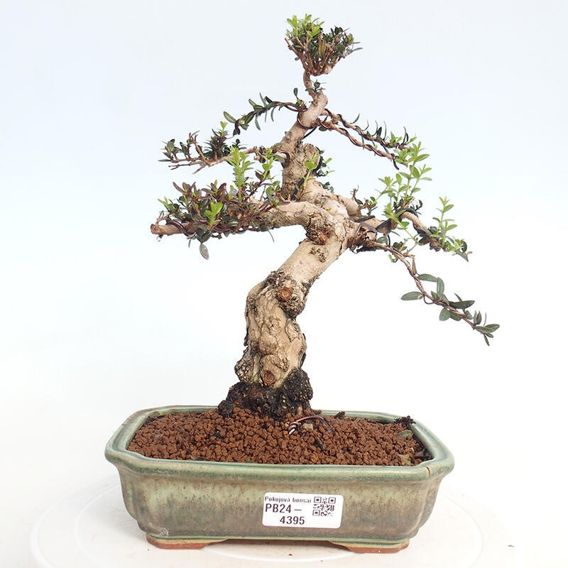 Indoor bonsai - Myrtus communis - Common myrtle