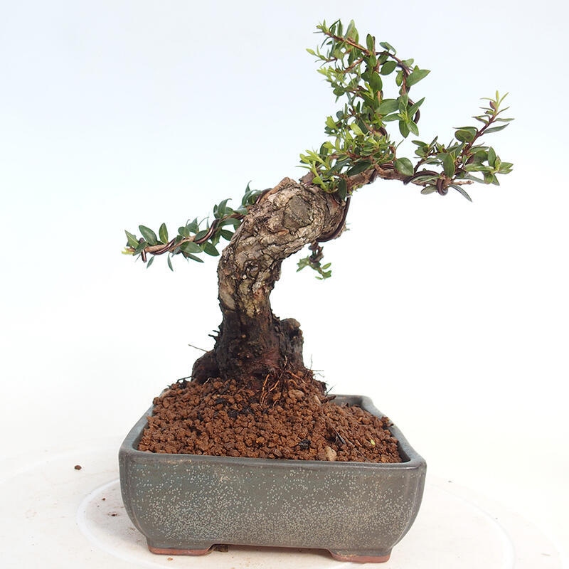 Indoor bonsai - Myrtus communis - Common myrtle