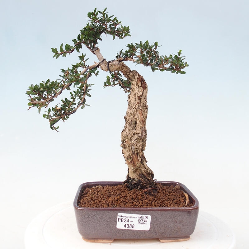 Indoor bonsai - Myrtus communis - Common myrtle