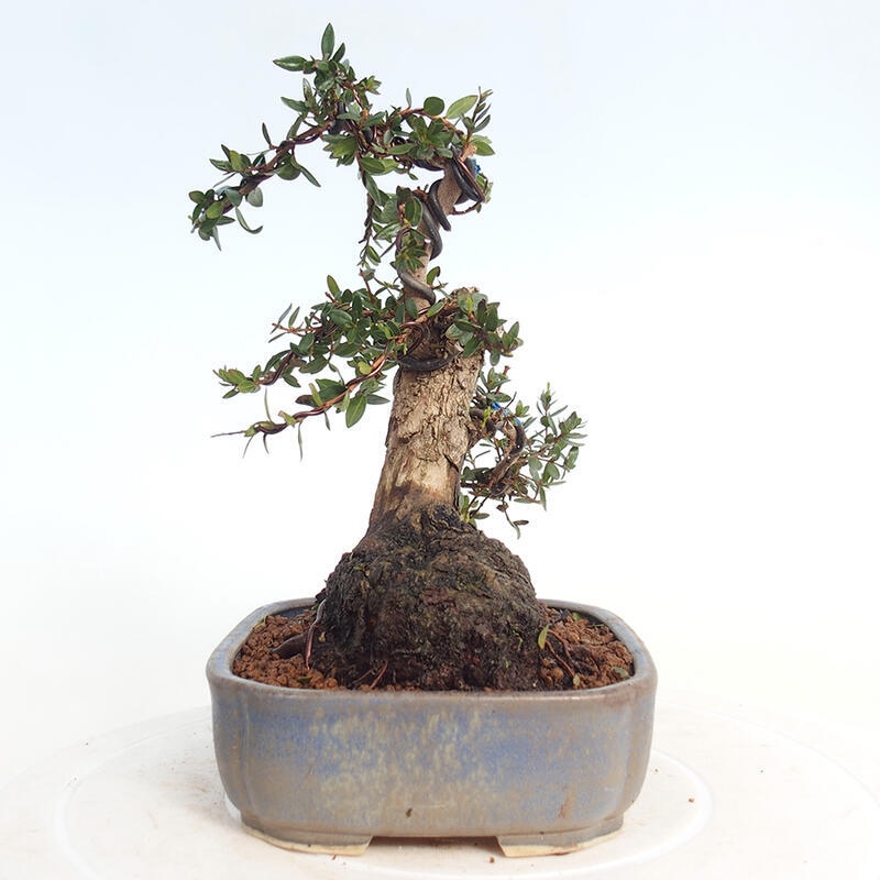 Indoor bonsai - Myrtus communis - Common myrtle