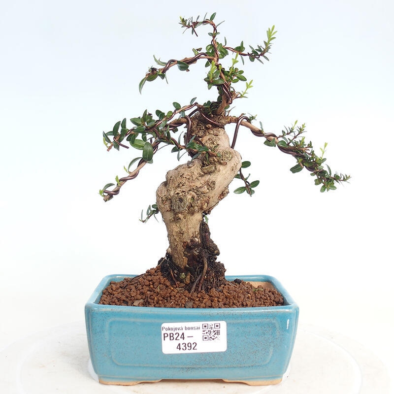 Indoor bonsai - Myrtus communis - Common myrtle