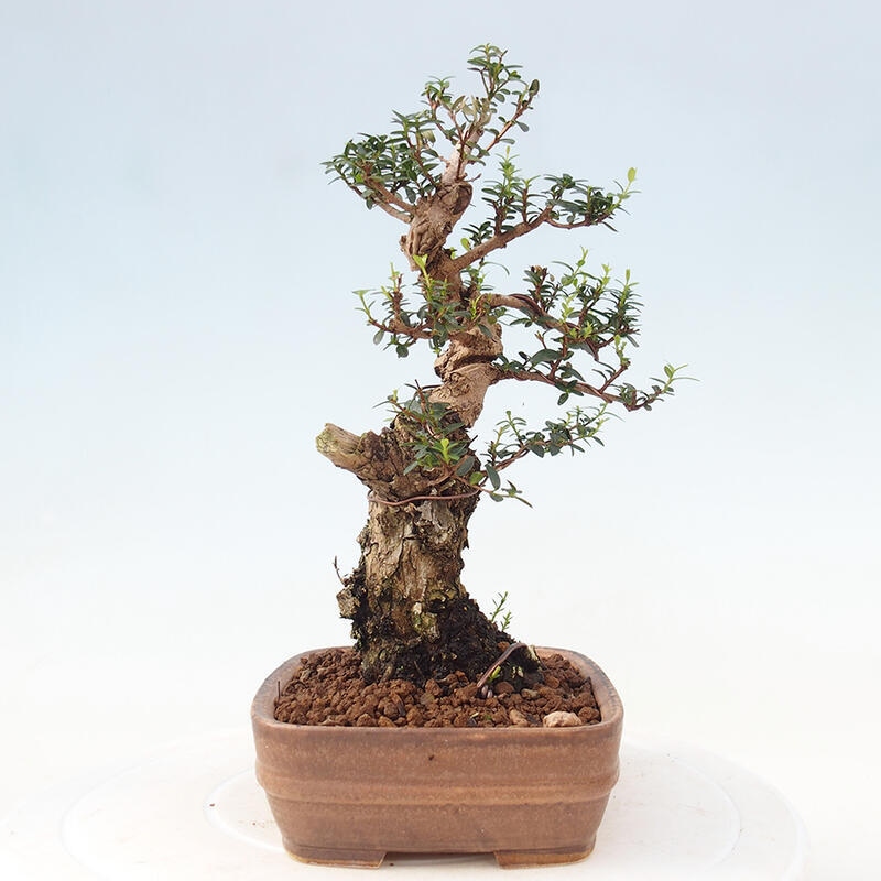 Indoor bonsai - Myrtus communis - Common myrtle