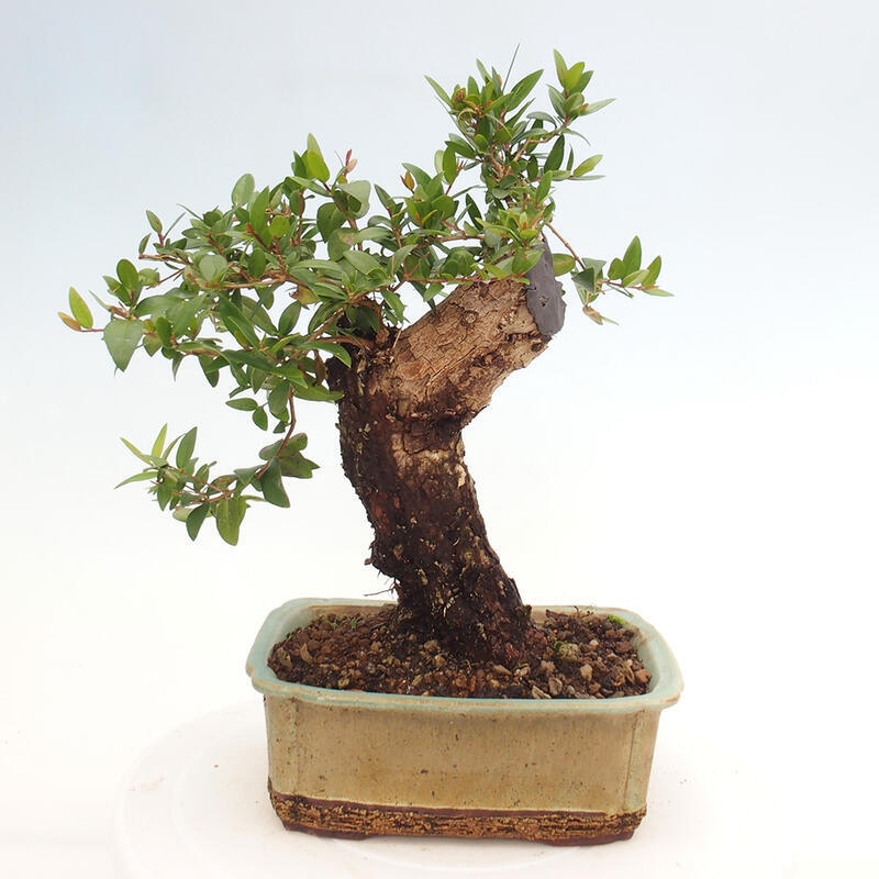 Indoor bonsai - Myrtus communis - Common myrtle