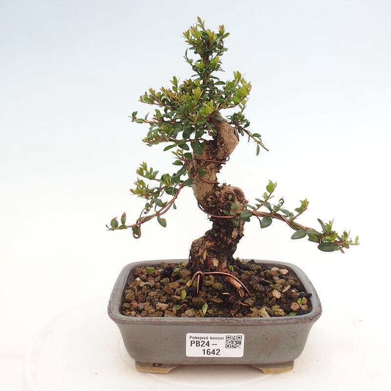 Indoor bonsai - Myrtus communis - Common myrtle