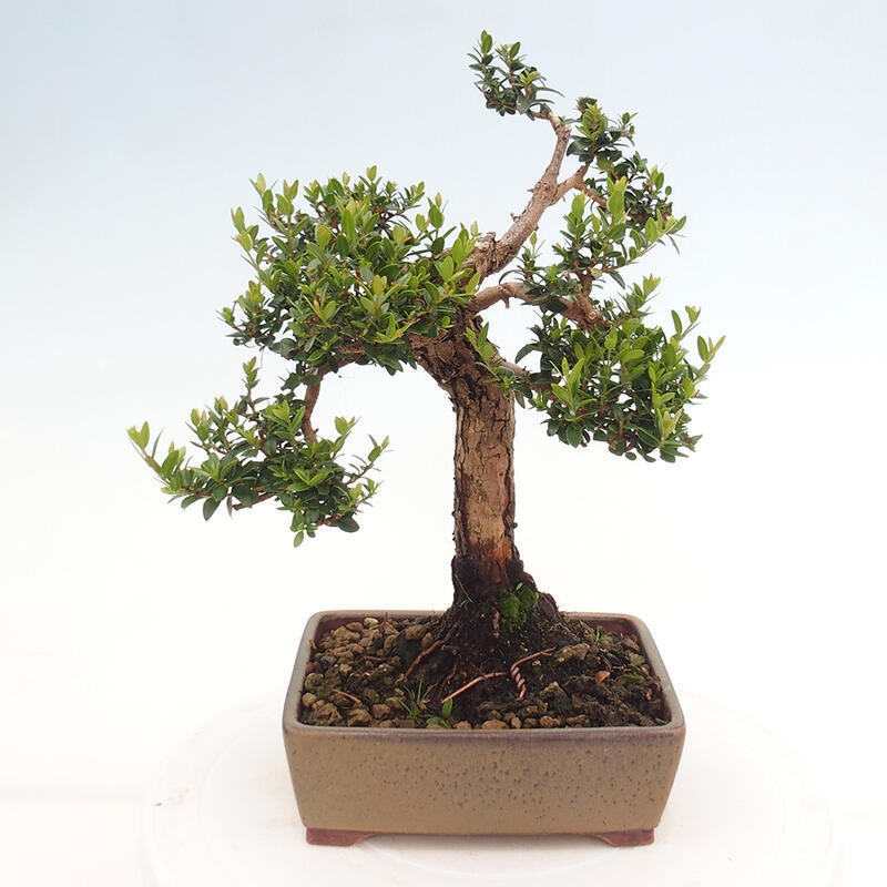 Indoor bonsai - Myrtus communis - Common myrtle