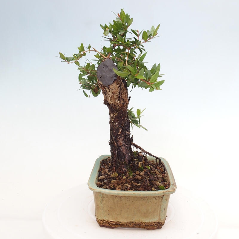 Indoor bonsai - Myrtus communis - Common myrtle