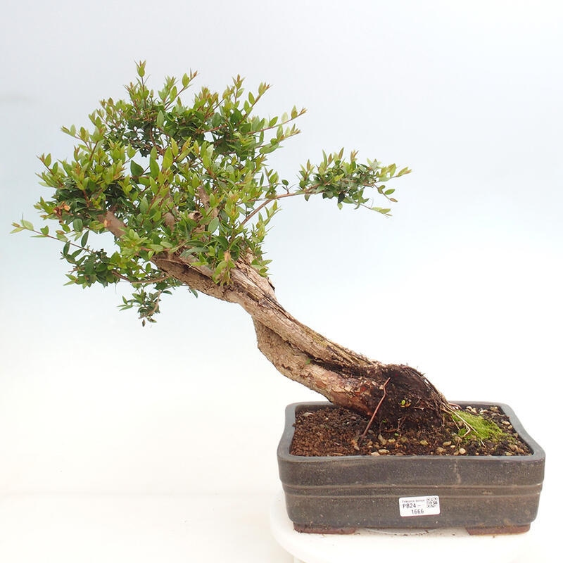 Indoor bonsai - Myrtus communis - Common myrtle