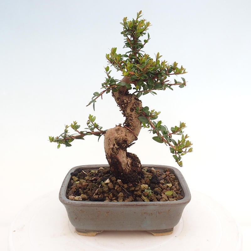 Indoor bonsai - Myrtus communis - Common myrtle